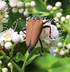 Brachyleptura