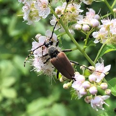 Brachyleptura