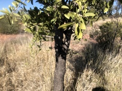 Psydrax oleifolia
