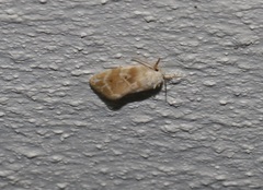 Schistophleps bipuncta