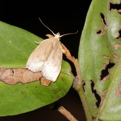 Scythropiodes