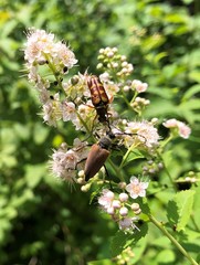 Brachyleptura