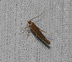 Pyroderces