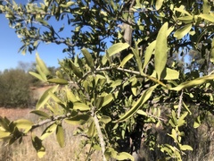 Psydrax oleifolia