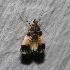 Thysanoidma stellata