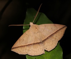 Ugia purpurea