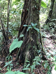 Iriartea deltoidea