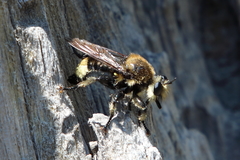 Laphria astur