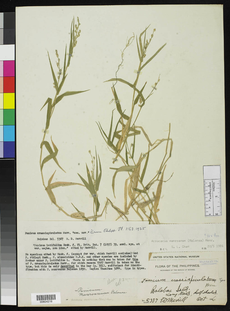 Acroceras munroanum (Acroceras munroanum)