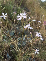 Silene italica
