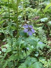 Geranium erianthum