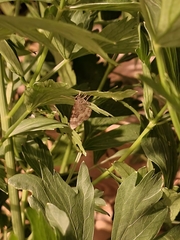 Lepidoptera