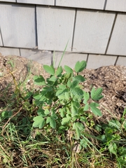 Lamprocapnos spectabilis