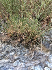 Silene italica