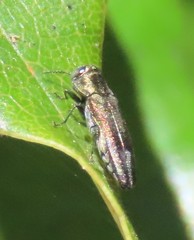 Agrilus derasofasciatus