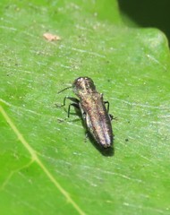 Agrilus derasofasciatus