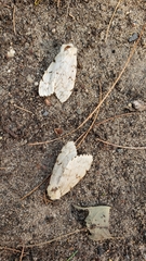 Lymantria dispar dispar