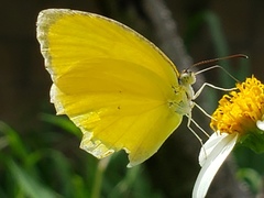 Pyrisitia dina westwoodi