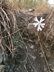 Silene italica