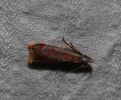 Dichomeris sandycitis