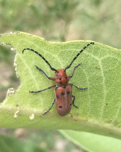 Red-femured Milkweed Borer
