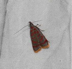 Dichomeris sandycitis