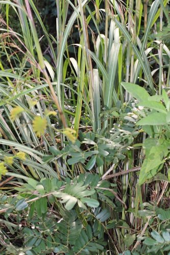 Themeda villosa (Alien Grasses of South Africa) · iNaturalist