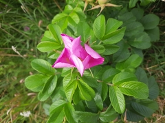 Rosa rugosa