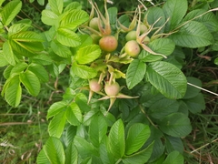 Rosa rugosa