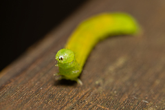 Scoliopteryx libatrix