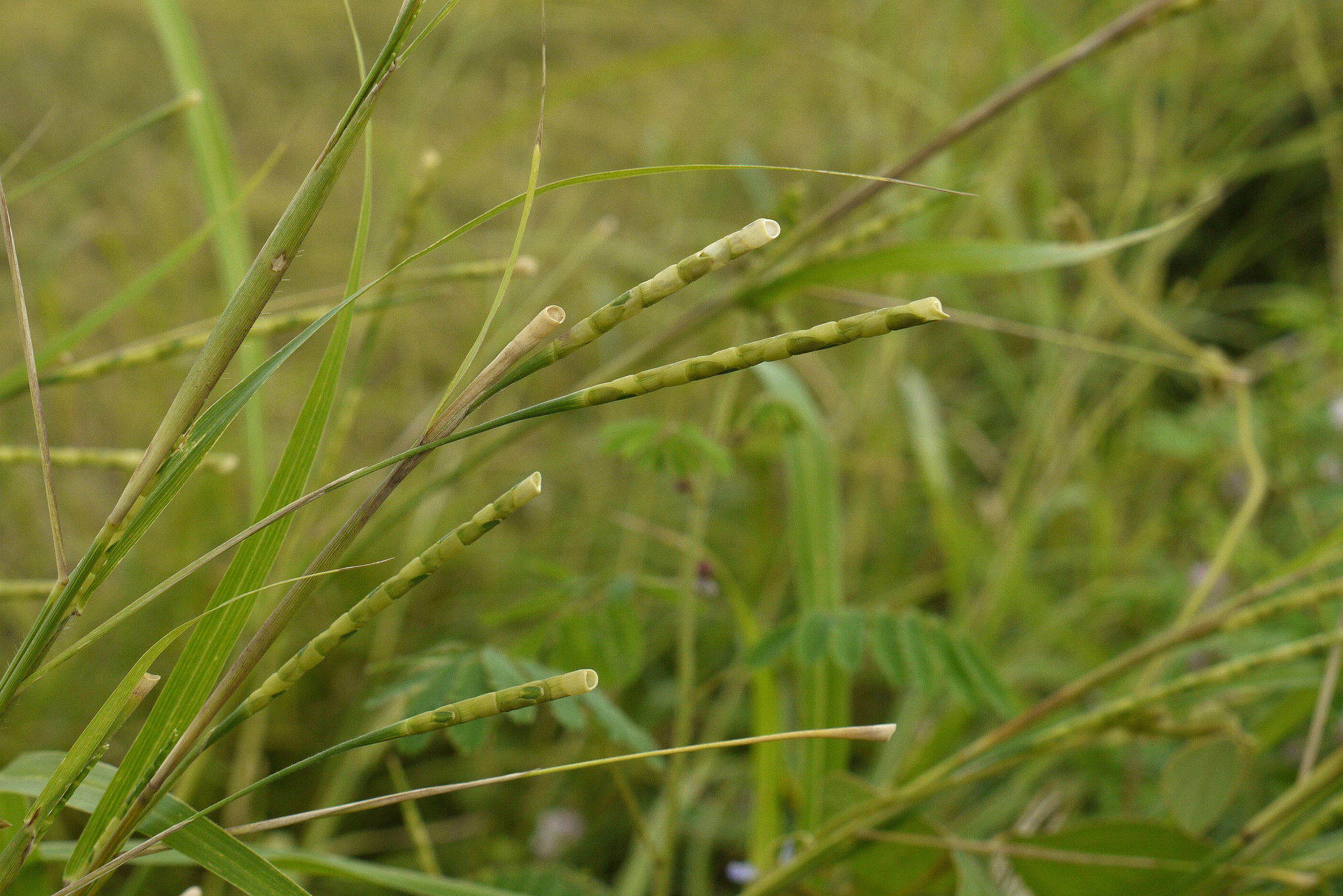 Rottboellia