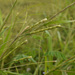 Itchgrass - Photo (c) Tony Rodd, some rights reserved (CC BY-NC-SA)