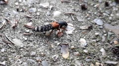 Platydracus stercorarius