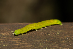 Scoliopteryx libatrix