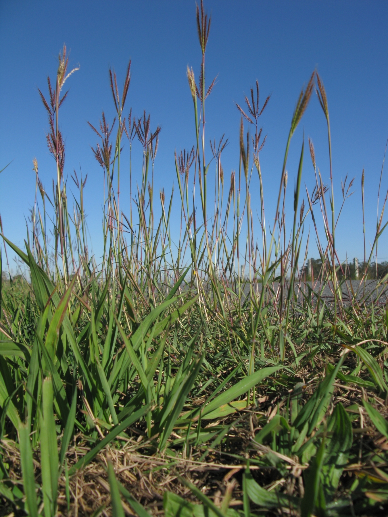 Dichanthium
