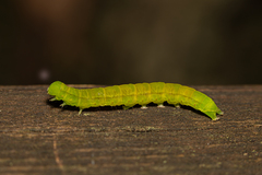 Scoliopteryx libatrix
