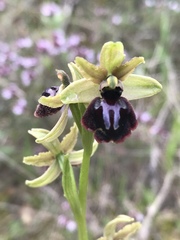 Ophrys sphegodes passionis