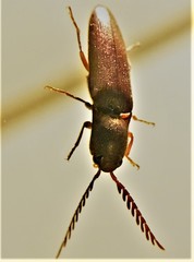 Dicrepidius corvinus