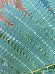 Albizia julibrissin