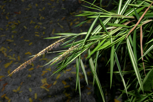 Pogonatherum