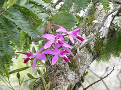 Cattleya violacea