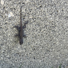 Sceloporus undulatus