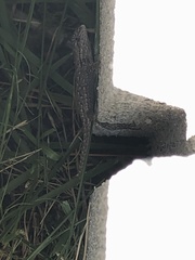 Sceloporus undulatus