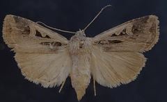 Feltia subgothica
