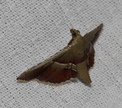 Endotricha repandalis