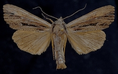 Apamea verbascoides