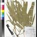 Bambusa heterostachya - Photo (c) Smithsonian Institution, National Museum of Natural History, Department of Botany, algunos derechos reservados (CC BY-NC-SA)