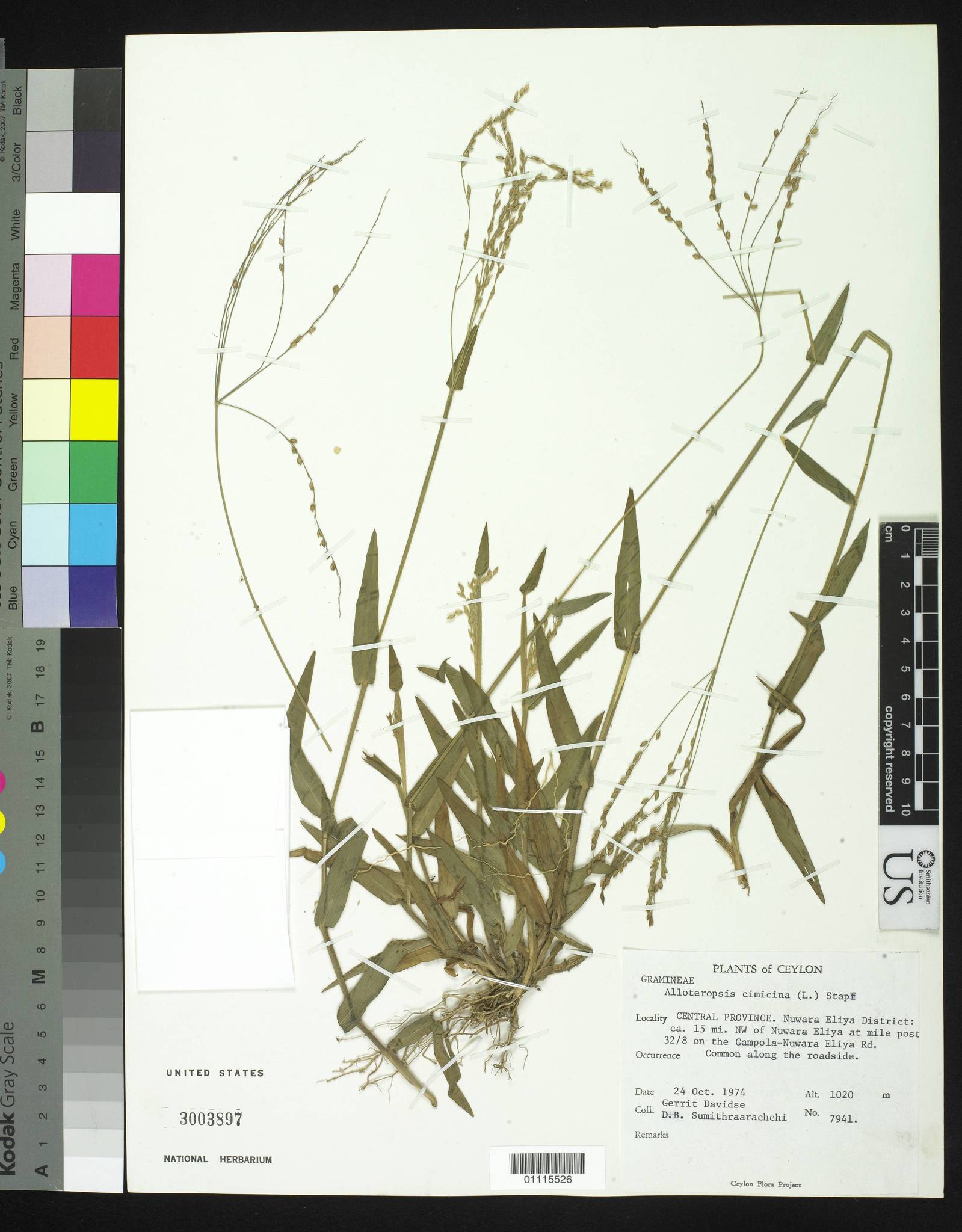 Alloteropsis