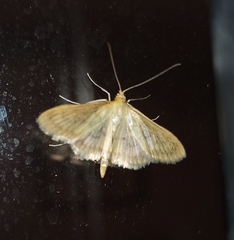 Paratalanta pandalis