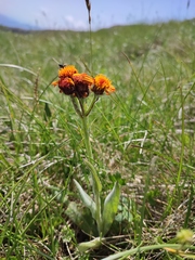 Tephroseris integrifolia capitata